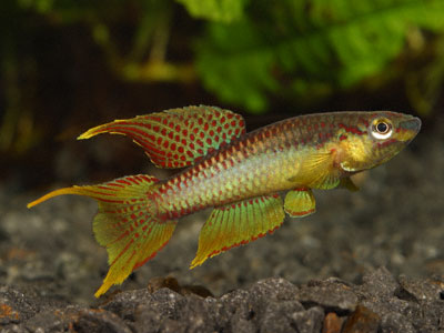 Chromaphyosemion splendopleure Chromaphyosemion splendopleure